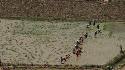Le Nil - Dans le delta, plantations dans les champs inondés