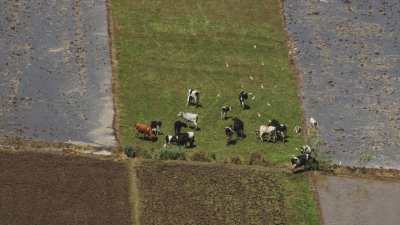Le Nil - Dans le delta, vaches dans les champs inondés, minaret d'une mosquée
