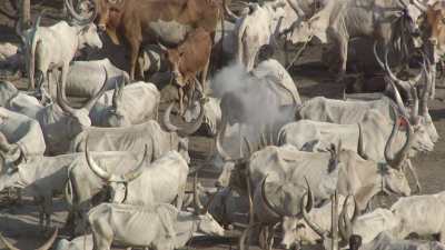 Gros plans sur les éleveurs et bétail ("Cattle camps")